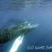 whale_humpback_h_00234_dom3635.jpg